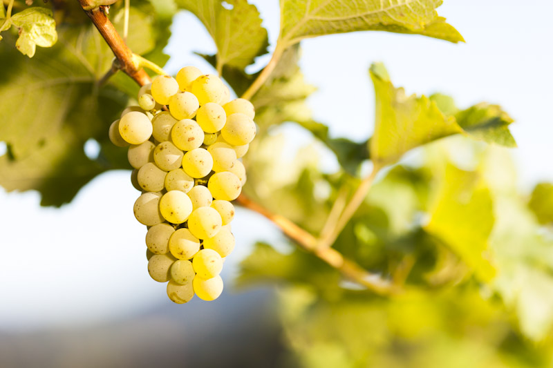 BioWeingut Karl Renner in der Südsteiermark