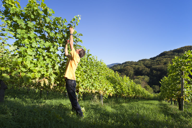 BioWeingut Karl Renner