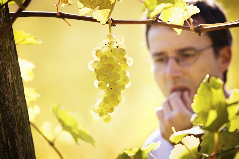 Qualität BioWeingut Renner