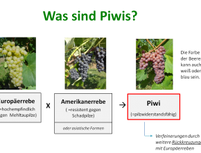 Was sind Piwis?