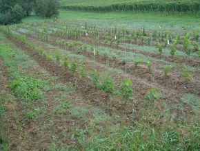 Planted vines of a cross in the open field. Testing for fungal resistance, grape quality and grape yield over several years. Production of wine from the grapes to test the wine quality.