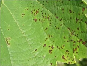 Leaf surface of a PIWI grape variety: The defense mechanism is activated as soon as the harmful fungus tries to penetrate the leaf. The plant reacts "hypersensitively". Cells around the infected area quickly cork up and the fungus cannot grow any further and dies. In addition, defense substances are produced in the plant sap, which further make infection more difficult.