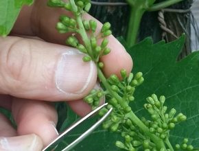 Kastration: Reben sind Selbstbefruchter bzw. Selbstbestäuber. Der Blütenstaub (Pollen) wird bei der Muttersorte entfernt.