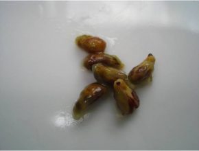 Samen von Beeren einer Kreuzung.