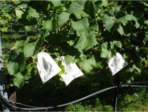 Pollination: The pollen of the father variety is applied to the flowers of the mother variety using a bag, which also serves as protection against cross-pollination.