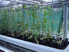 Young plants from the seeds of a cross in the greenhouse. Start of the selection work.